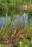 Bromus hordeaceus