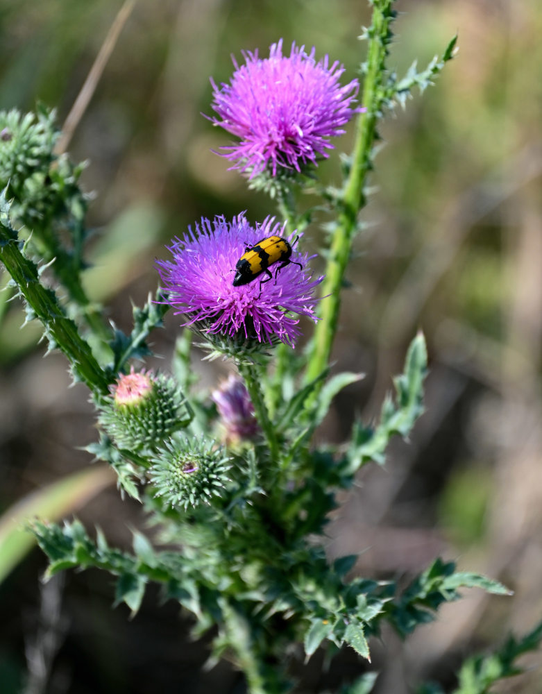 Изображение особи Carduus acanthoides.