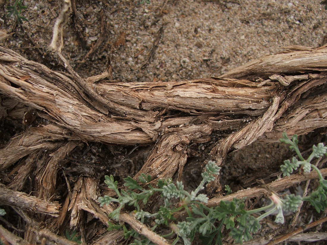 Изображение особи Artemisia arenaria.