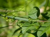 Vicia sepium