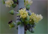 Ricinus communis