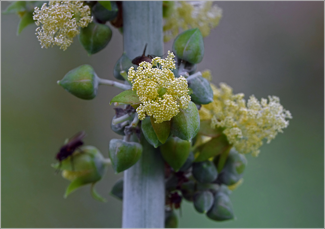 Image of Ricinus communis specimen.