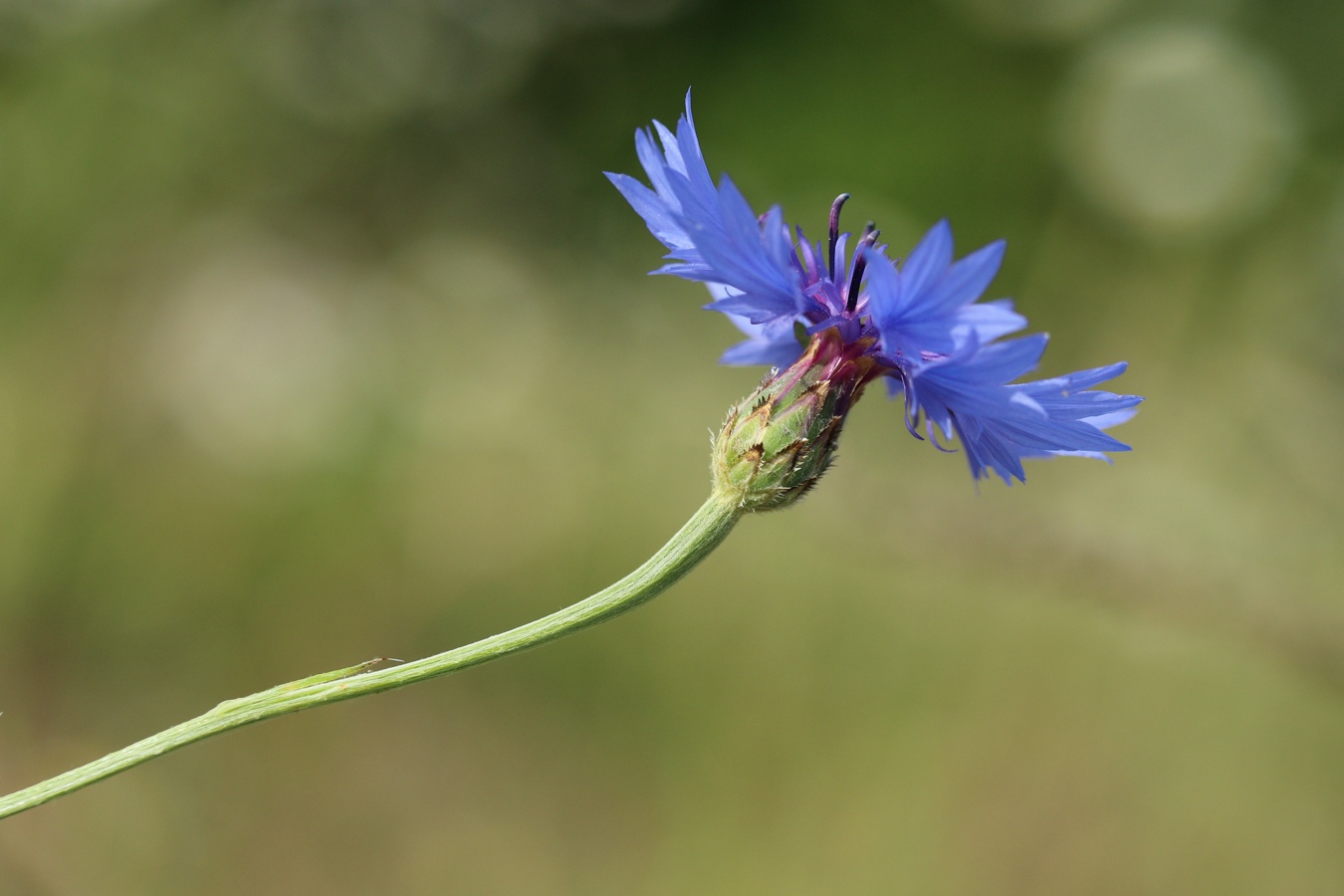 Image of Centaurea cyanus specimen.