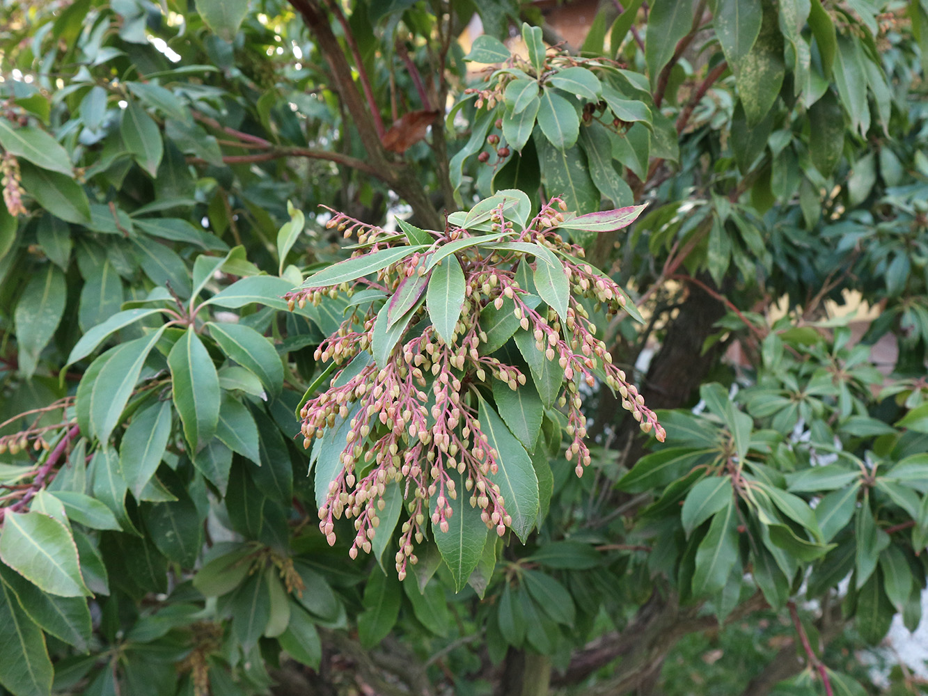 Image of Pieris japonica specimen.