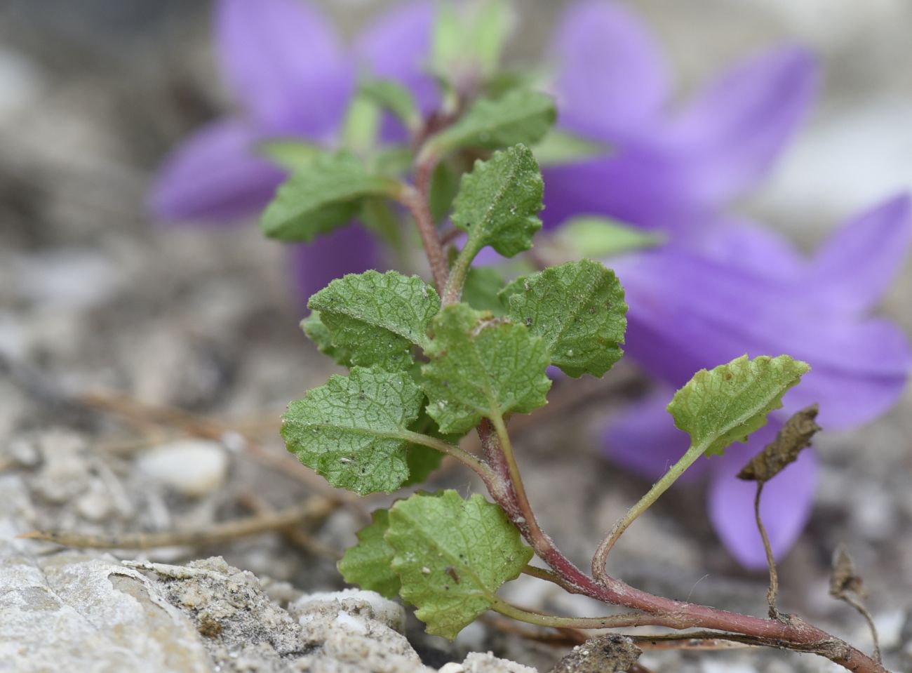 Image of Campanula andina specimen.