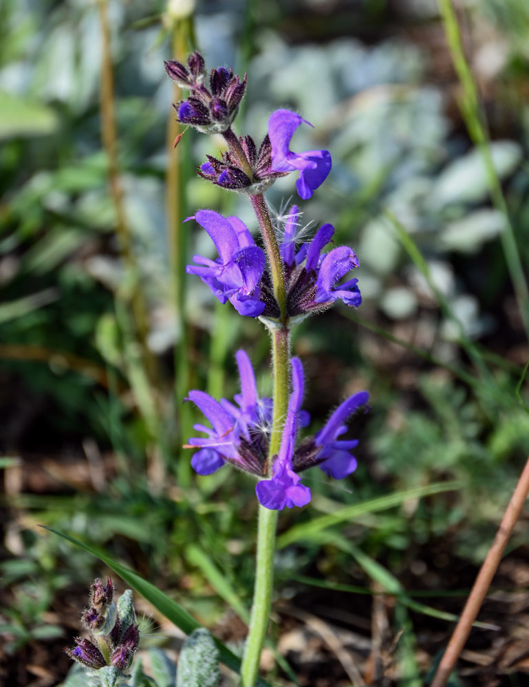 Image of Salvia canescens specimen.