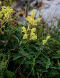 Scutellaria polyodon