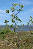 Frangula alnus. Верхушка плодоносящего растения. Новгородская обл., геологический памятник \"Ильменский глинт\", окр. дер. Ретлё, побережье оз. Ильмень, моховая пустошь на известняке на месте выемки горной породы. 25.07.2023.