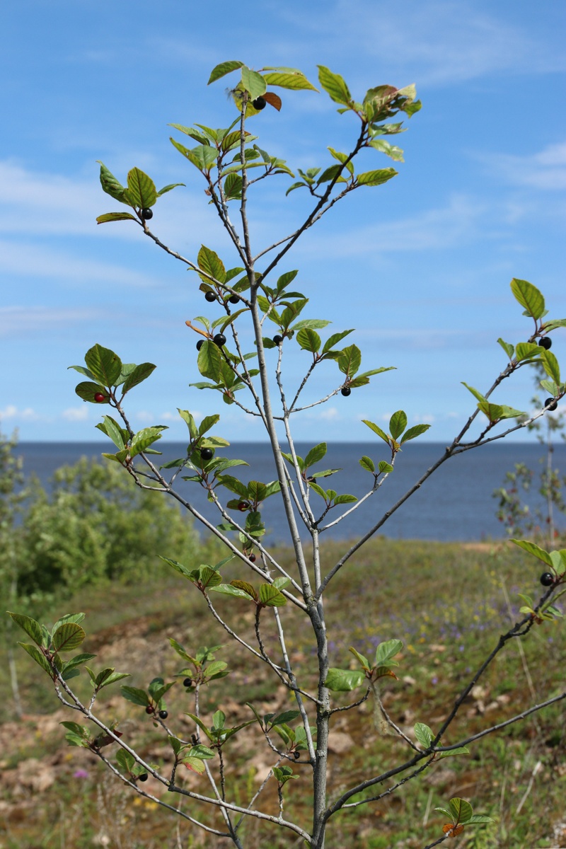 Image of Frangula alnus specimen.