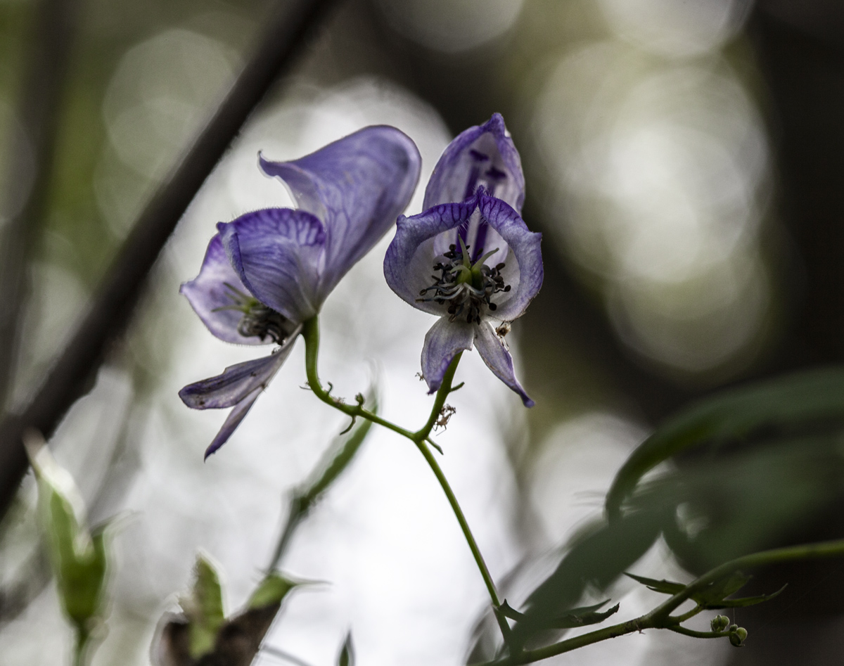 Изображение особи Aconitum sczukinii.