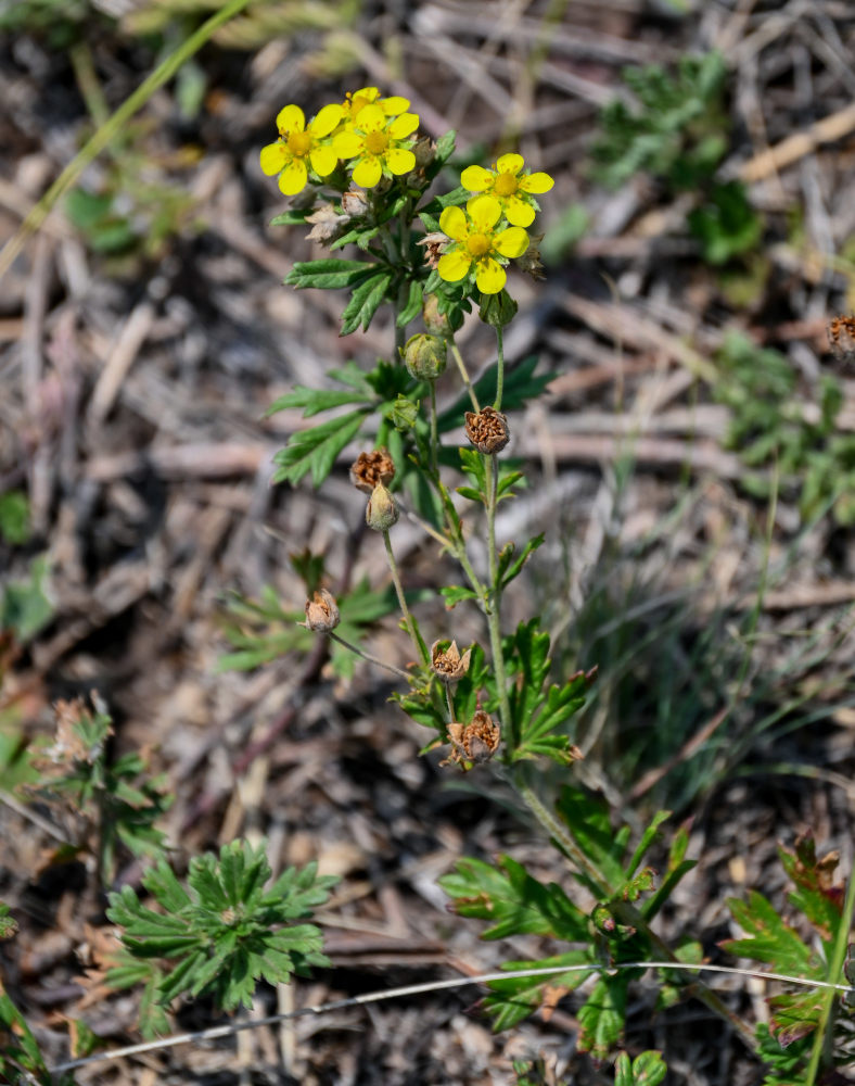 Изображение особи род Potentilla.