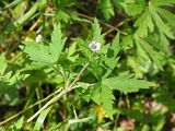 Geranium sibiricum. Верхушка цветущего растения. Ульяновская обл., г. Димитровград, Первомайский р-н, лесопарк \"Дубовая роща\"; побережье Черемшанского залива Куйбышевского водохранилища, прибрежная дубрава, лесная просека. 18.06.2023.