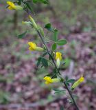 Chamaecytisus colchicus