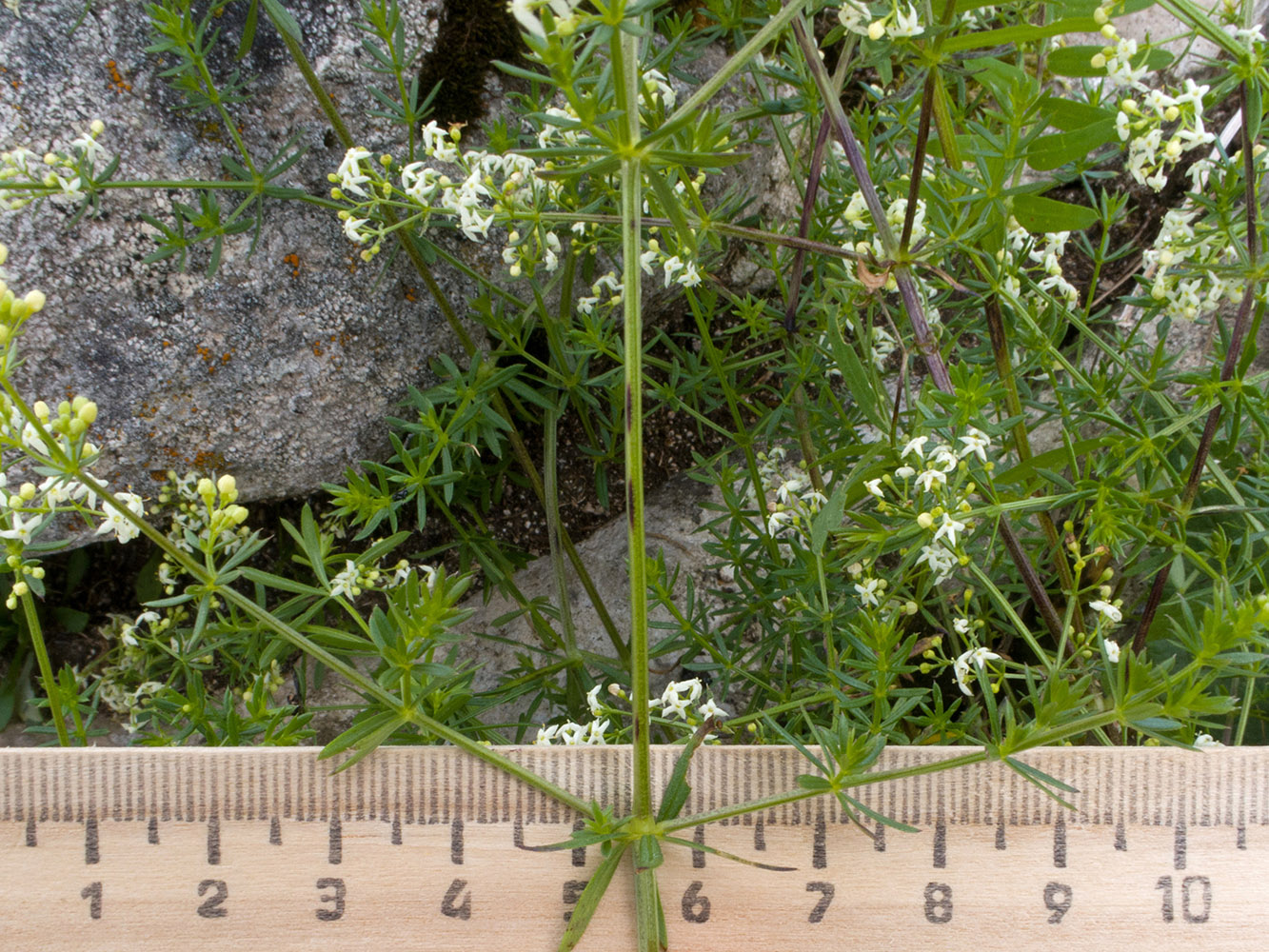 Изображение особи Galium calcareum.
