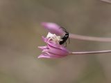 Allium iliense subspecies nuratense. Цветок с сидящим пауком-крабом, поймавшим жука. Узбекистан, Навоийская обл., Нуратинские горы, северный склон хр. Актау, ур. Чархансай, около 690 м н.у.м., каменистый склон, среди разреженного колючеминдальника. 17.05.2024.