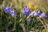 Campanula ciliata