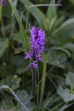 Dactylorhiza urvilleana