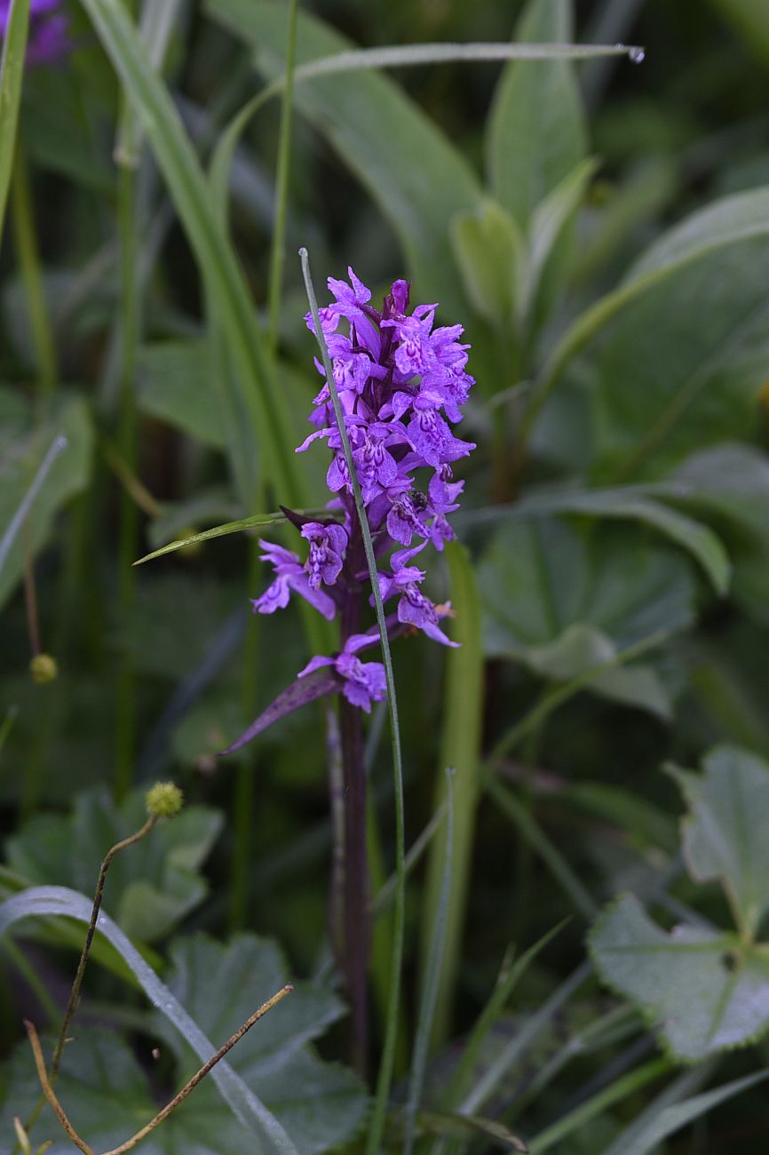 Image of Dactylorhiza urvilleana specimen.
