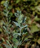 Atriplex sagittata