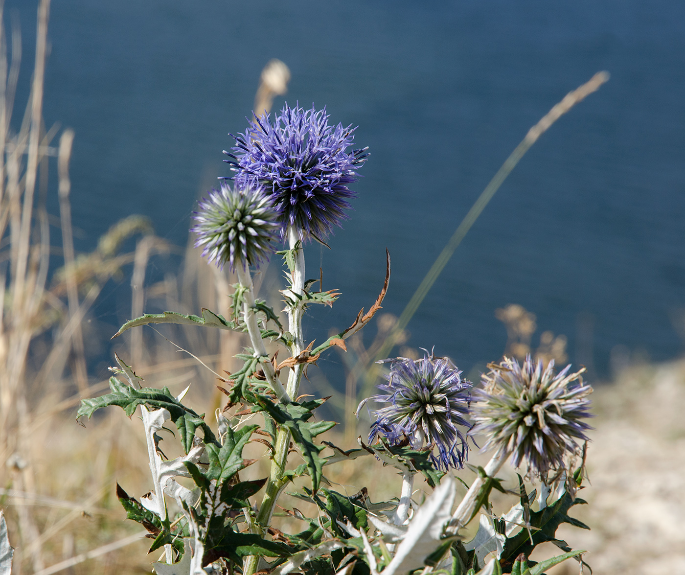 Image of Echinops saksonovii specimen.