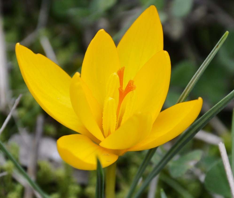 Изображение особи Crocus flavus.