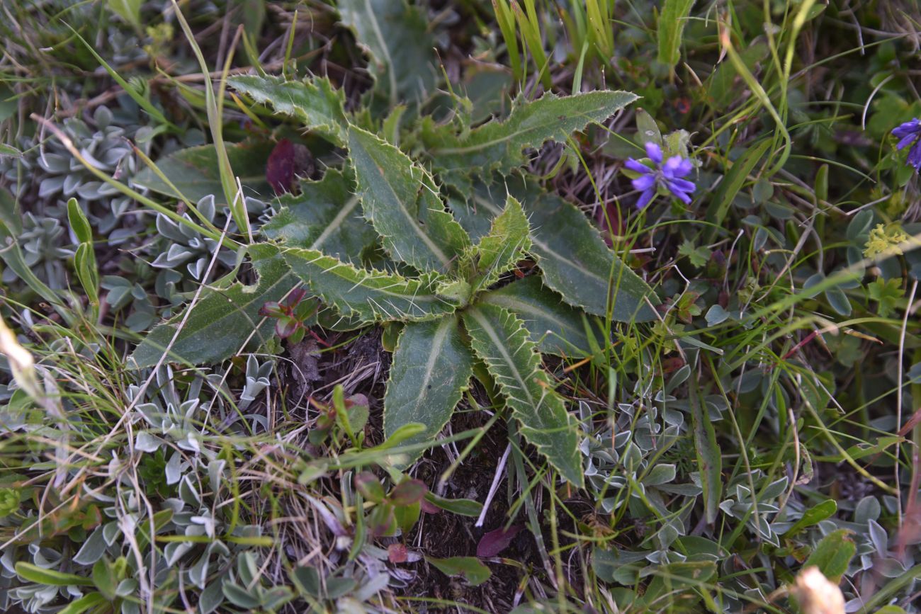 Изображение особи Cirsium simplex.