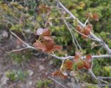 Populus tremula