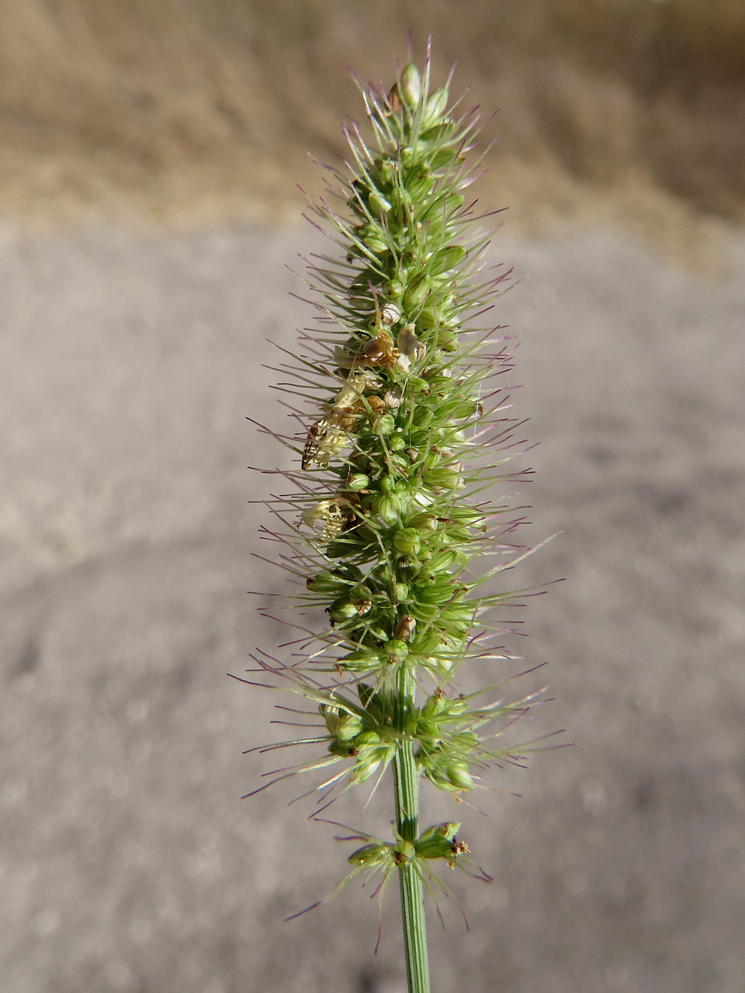 Image of Setaria verticillata specimen.
