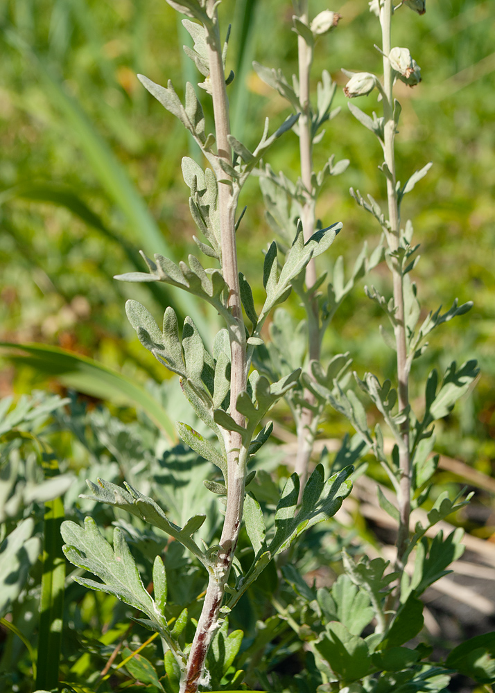 Изображение особи Artemisia stelleriana.