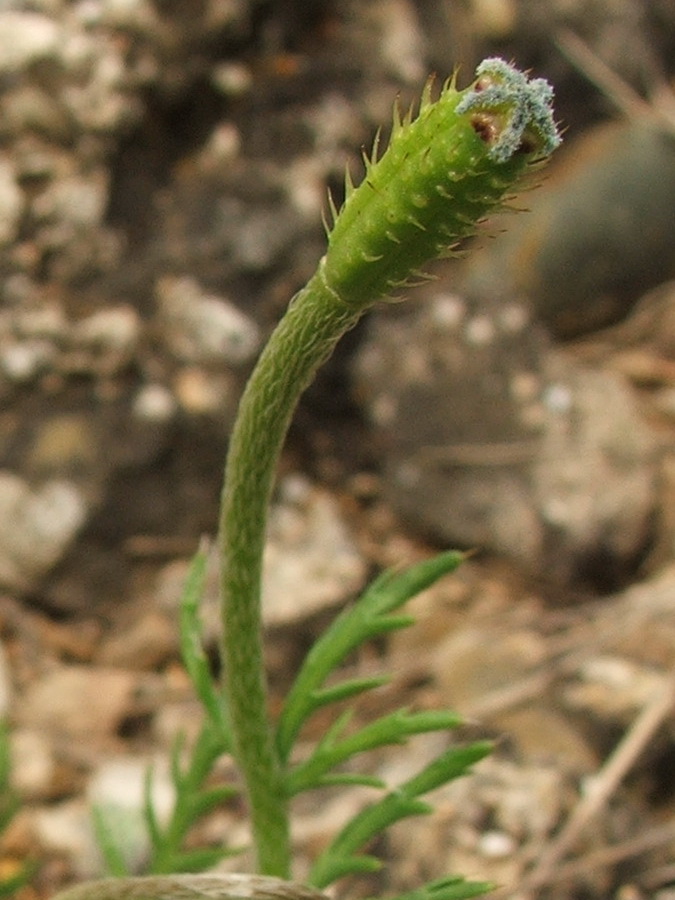 Image of Papaver minus specimen.