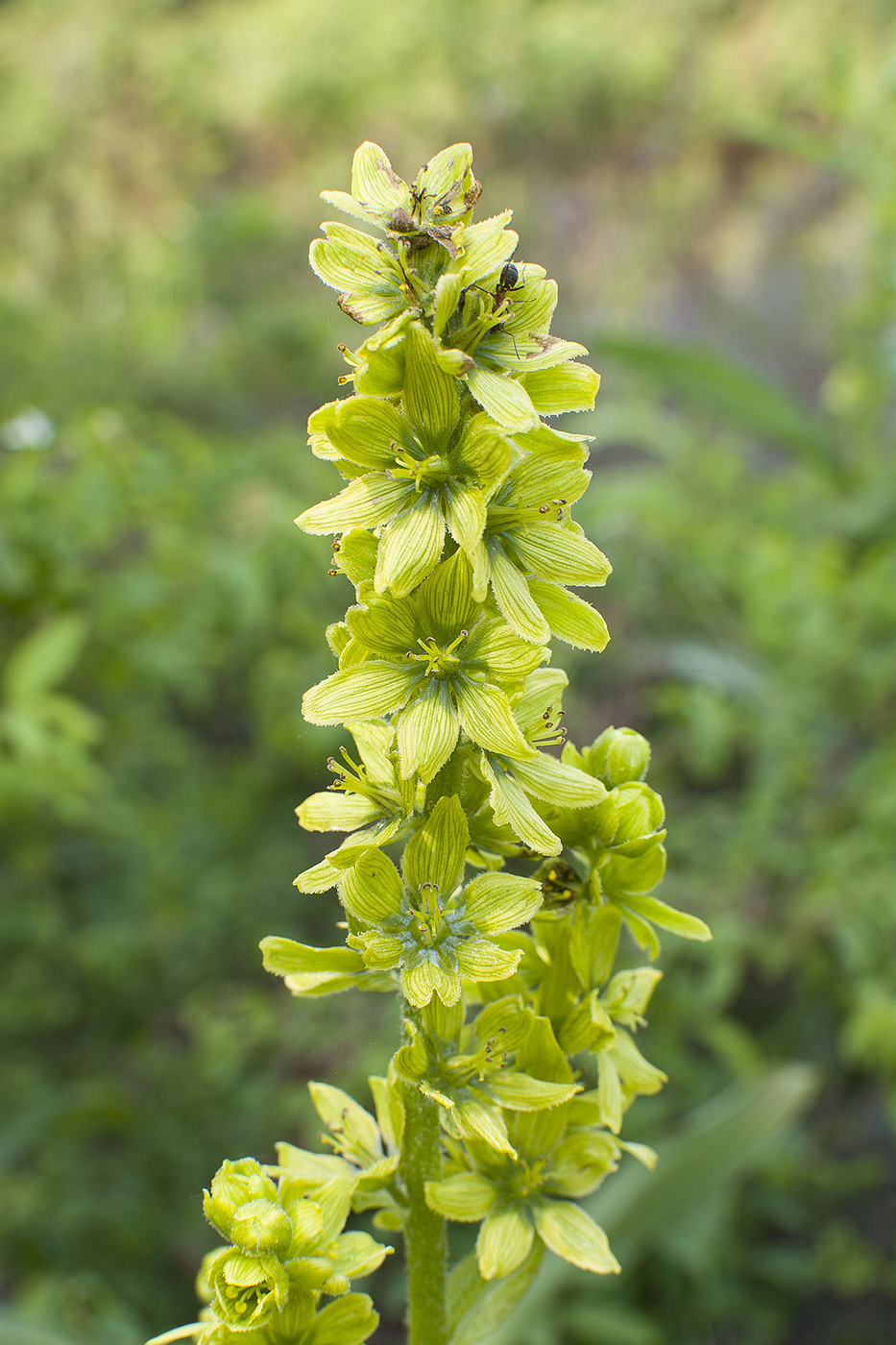 Image of Veratrum lobelianum specimen.