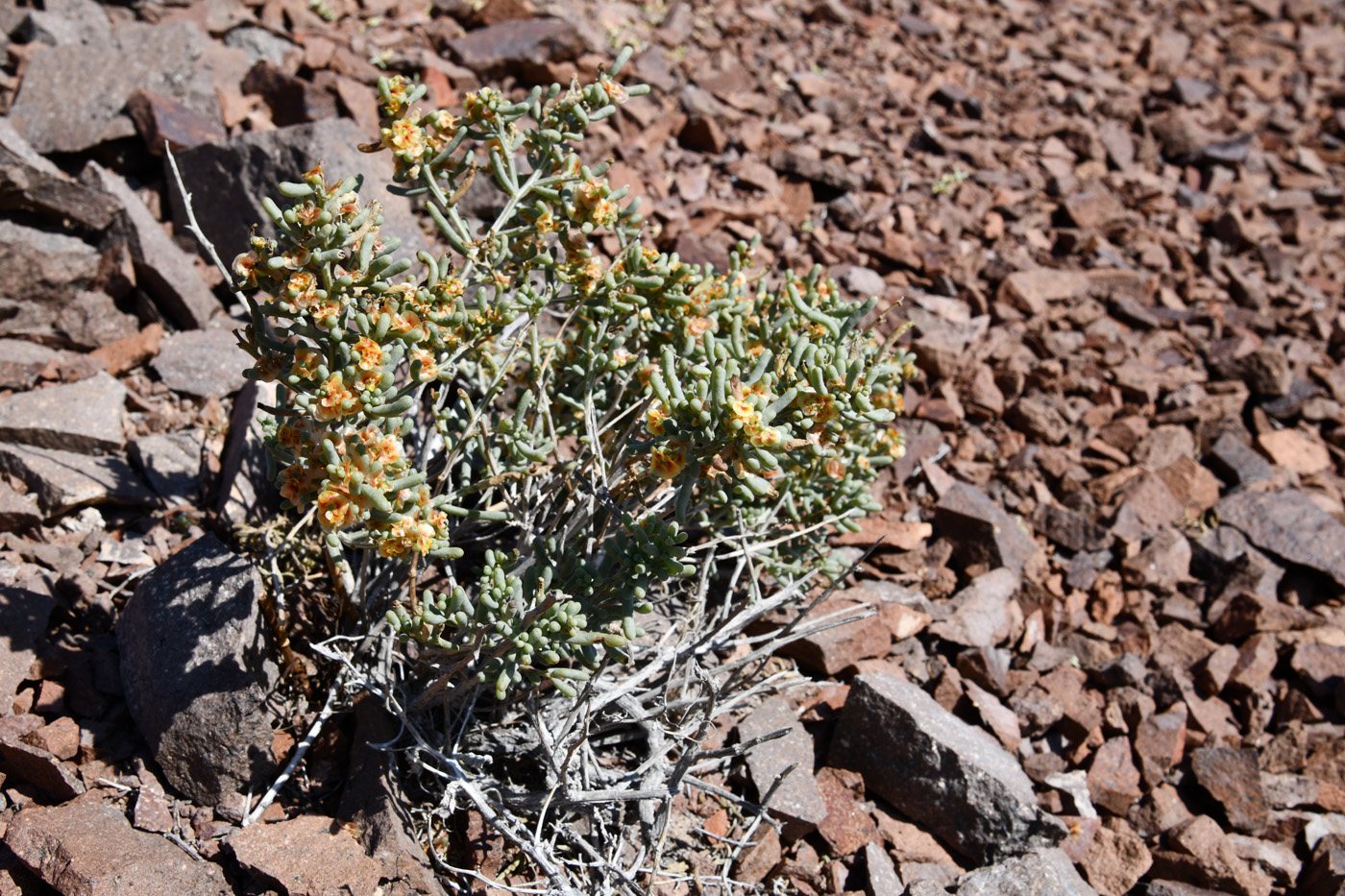 Image of Iljinia regelii specimen.