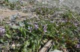 Chorispora tenella