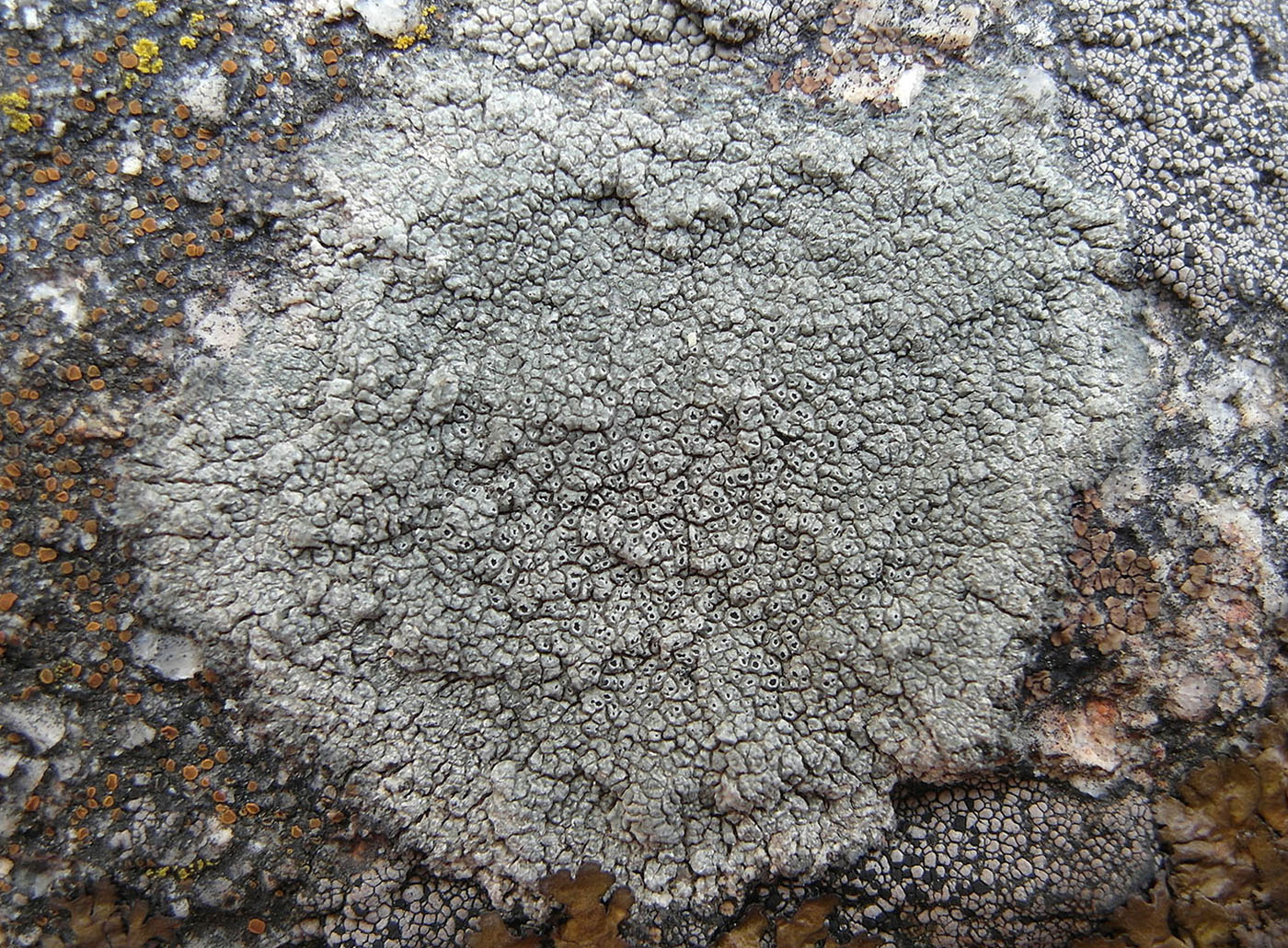 Image of Aspicilia aquatica specimen.