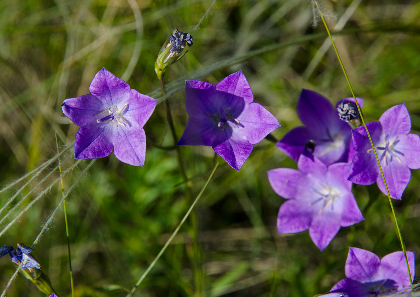 Изображение особи Campanula wolgensis.