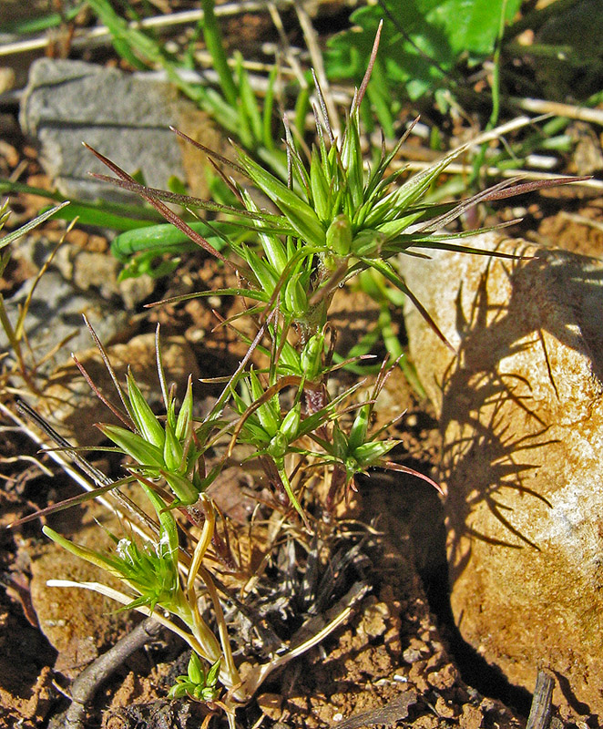 Image of Minuartia wiesneri specimen.