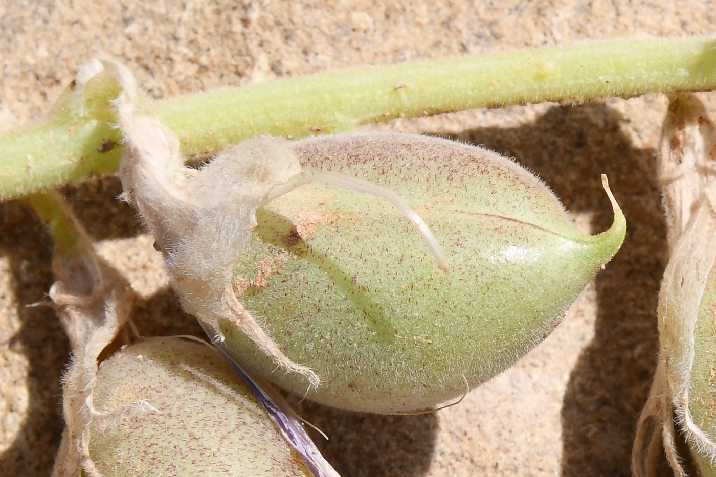 Image of genus Astragalus specimen.