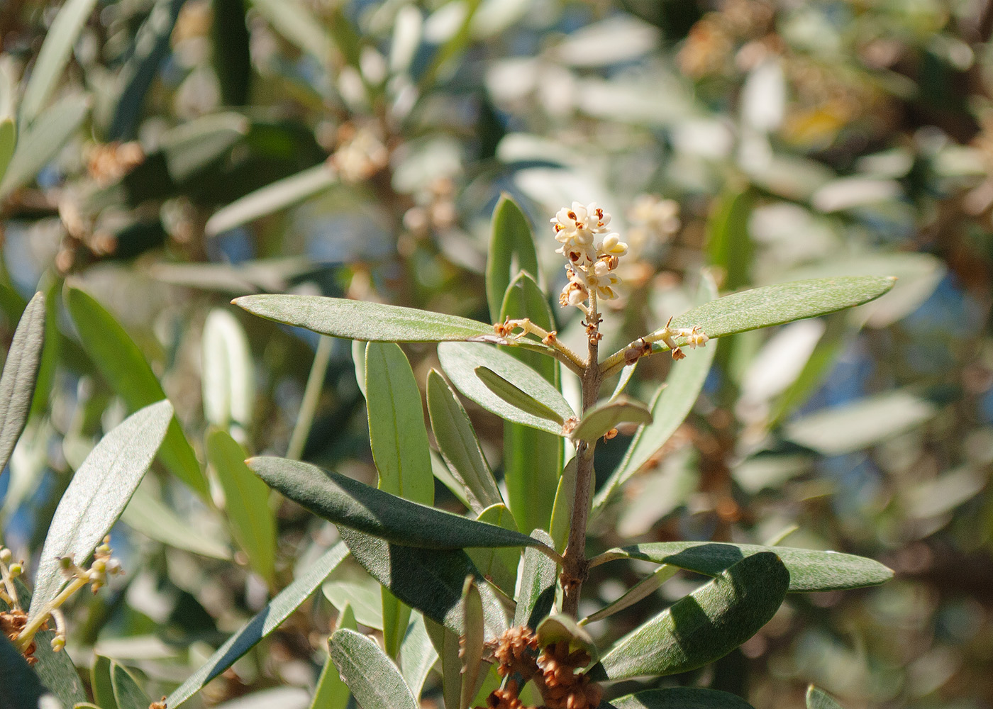Image of Olea europaea specimen.