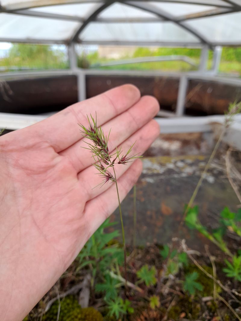 Изображение особи Poa bulbosa.