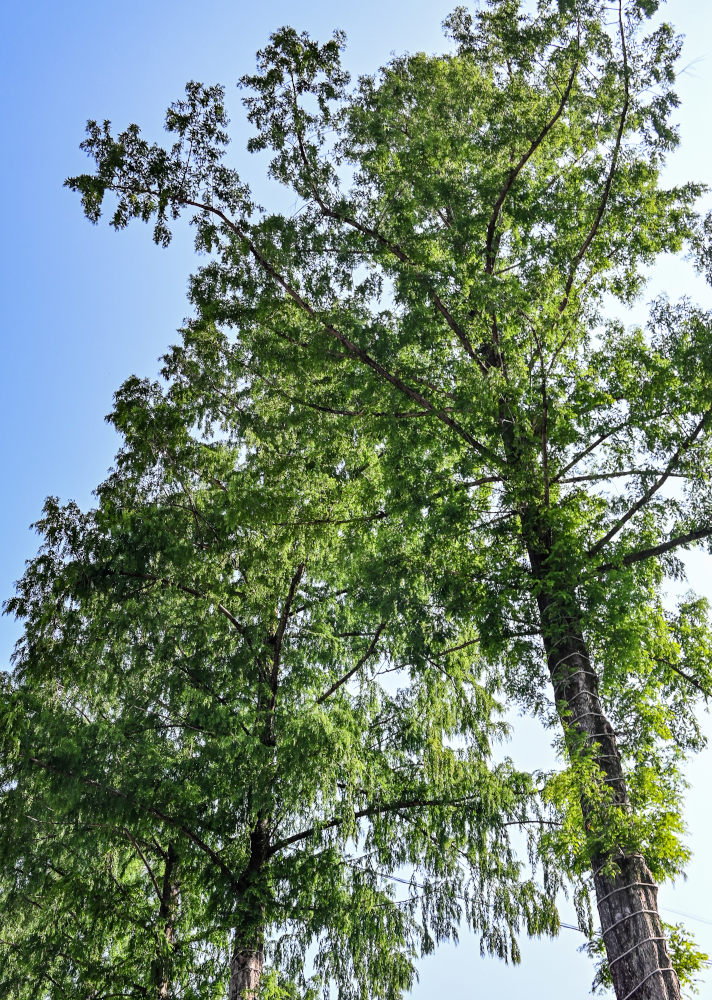 Image of Metasequoia glyptostroboides specimen.