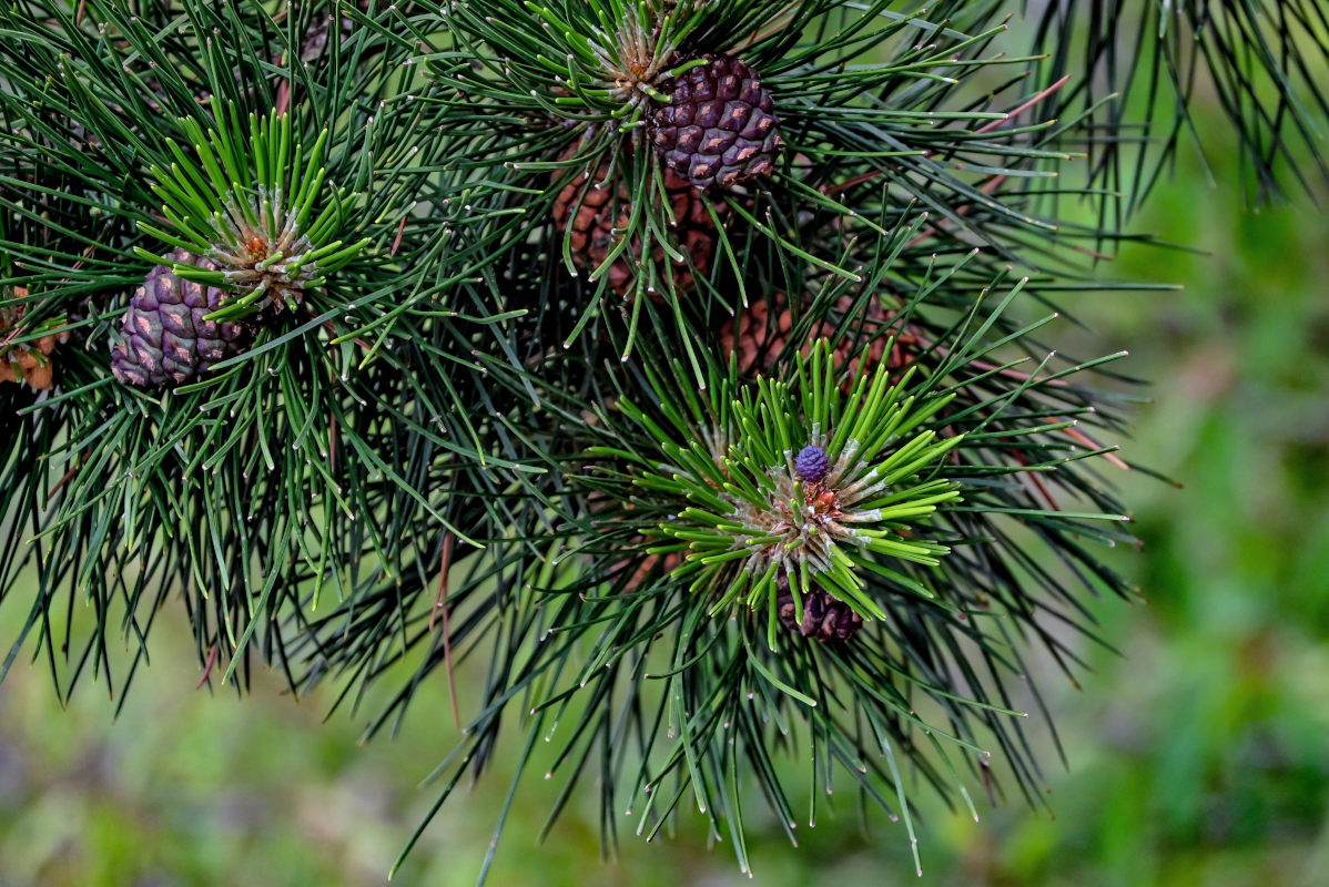 Image of Pinus densata specimen.