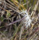 Dianthus volgicus