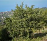 Carpinus betulus. Плодоносящее дерево. Абхазия, окр. г. Новый Афон, Иверская гора, олуговелый каменистый склон. 12.06.2025.