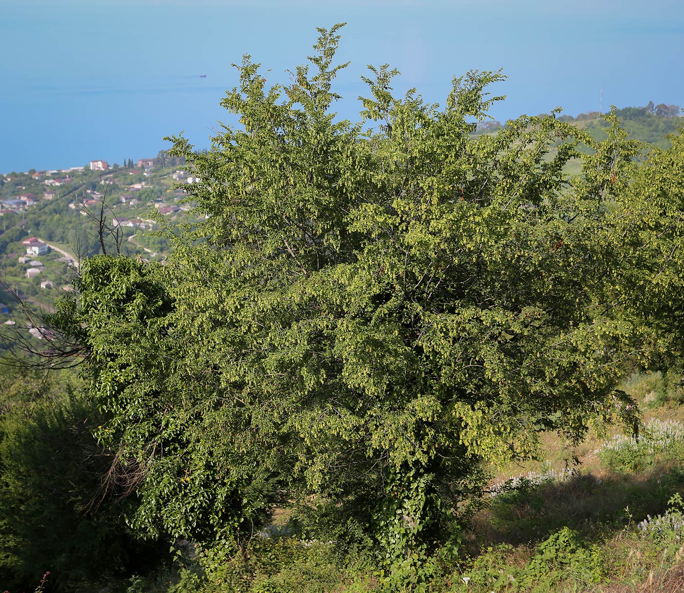 Изображение особи Carpinus betulus.