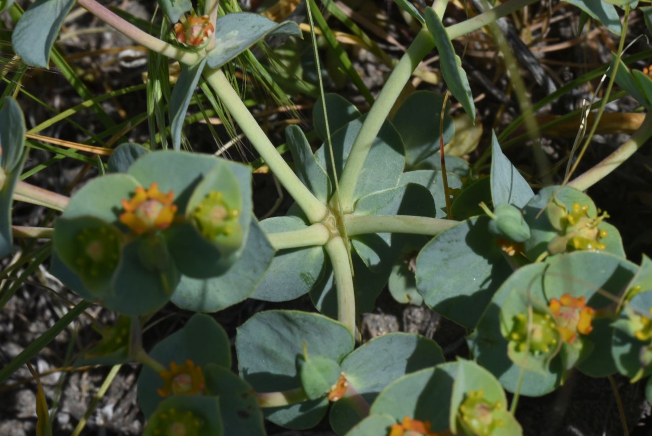 Изображение особи род Euphorbia.