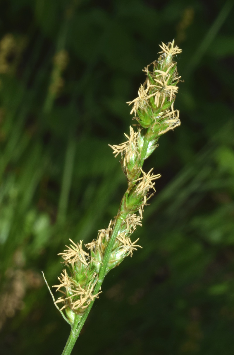 Image of genus Carex specimen.