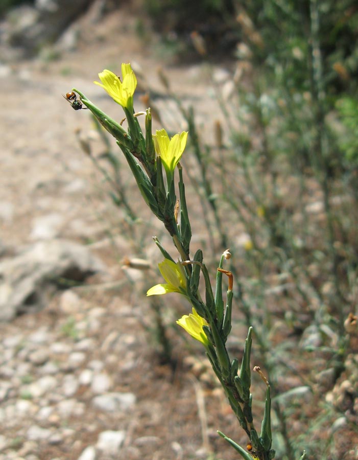 Image of Scariola viminea specimen.