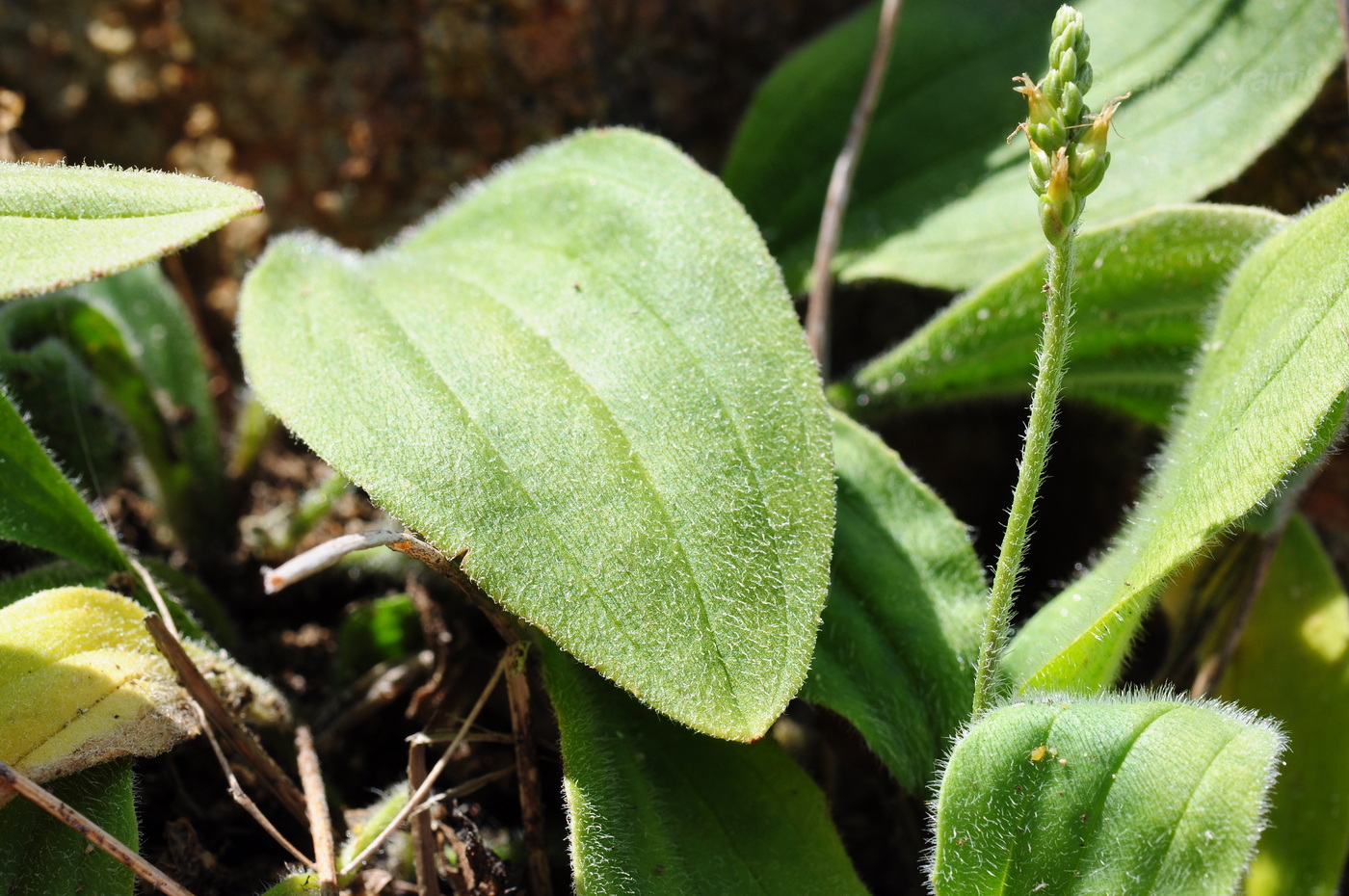 Image of Plantago camtschatica specimen.
