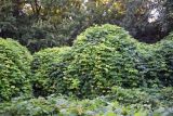 Pueraria lobata. Заросли. Узбекистан, г. Ташкент, Ботанический сад им. Ф.Н. Русанова, в культуре. 03.09.2025.