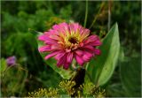 Zinnia elegans